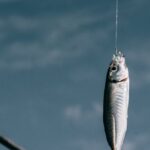 Swim Cords - Fish hanging on hook against blurred background