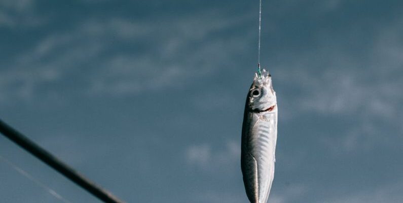 Swim Cords - Fish hanging on hook against blurred background