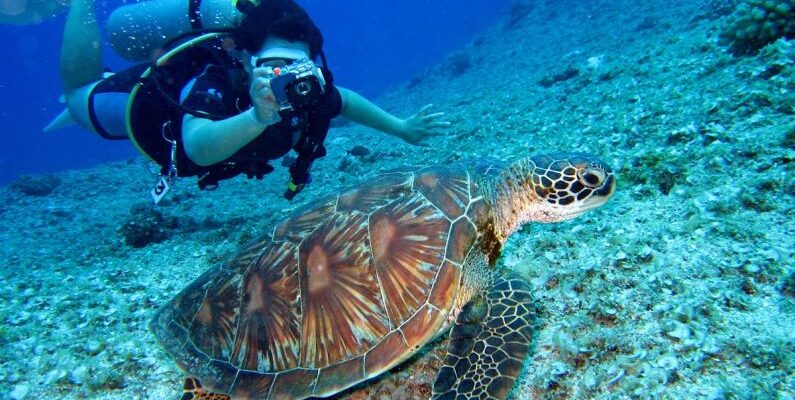 Scuba Diving - Person Takes Photo Of Tortoise