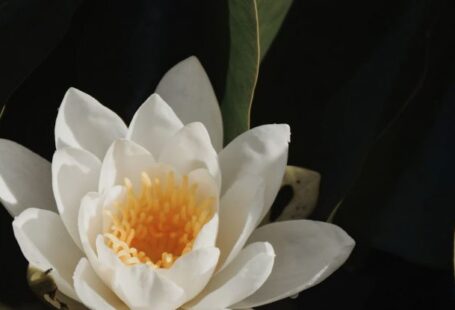 Aquatic Therapy - Water Lily Flower Blooming