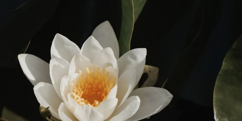 Aquatic Therapy - Water Lily Flower Blooming