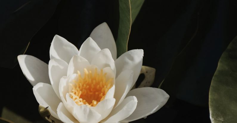 Aquatic Therapy - Water Lily Flower Blooming