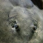 Underwater Treadmills - A stingray is swimming in the water