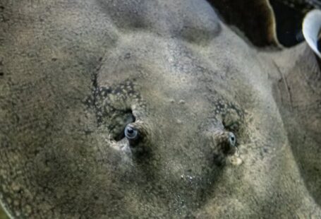 Underwater Treadmills - A stingray is swimming in the water