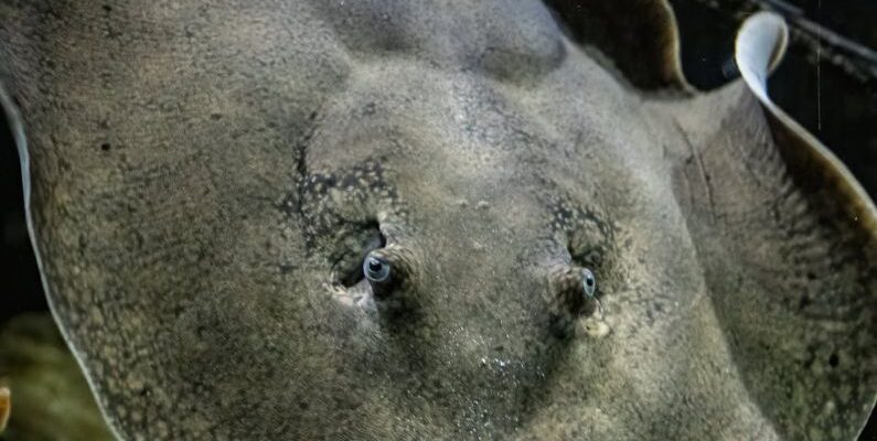 Underwater Treadmills - A stingray is swimming in the water