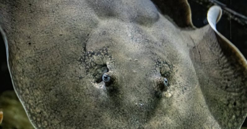 Underwater Treadmills - A stingray is swimming in the water