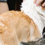 Swim Stroke - Crop owner caressing Welsh Corgi in swimming pool