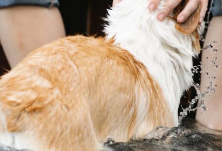 Swim Stroke - Crop owner caressing Welsh Corgi in swimming pool