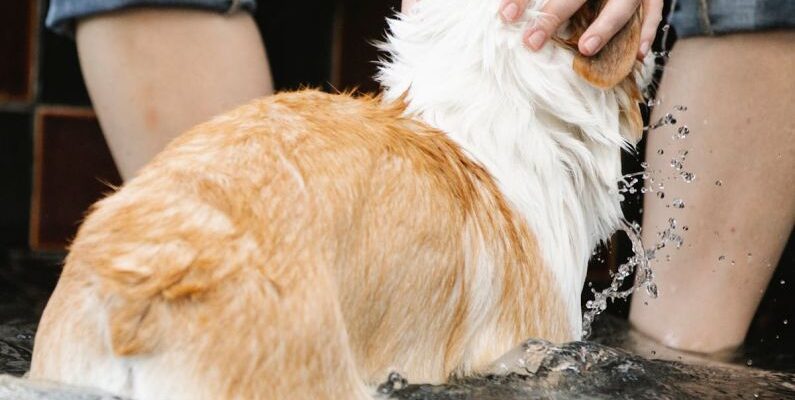 Swim Stroke - Crop owner caressing Welsh Corgi in swimming pool