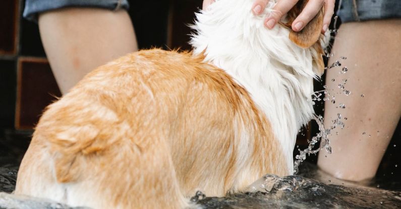 Swim Stroke - Crop owner caressing Welsh Corgi in swimming pool