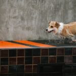 Pool Running - Unrecognizable woman against wet dog running on poolside