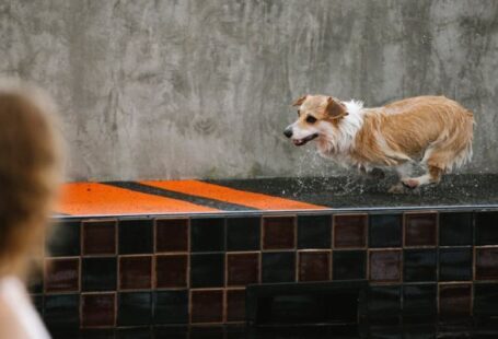 Pool Running - Unrecognizable woman against wet dog running on poolside