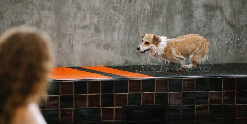 Pool Running - Unrecognizable woman against wet dog running on poolside